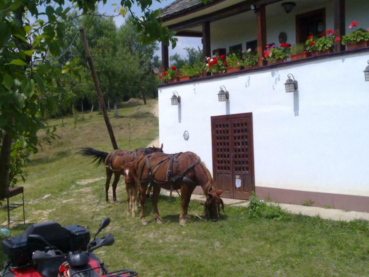 Cottage Poe Poienari Dış mekan fotoğraf