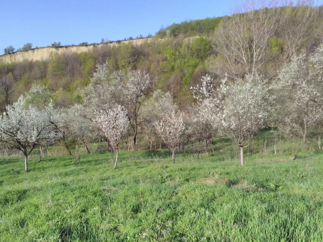 Cottage Poe Poienari Dış mekan fotoğraf