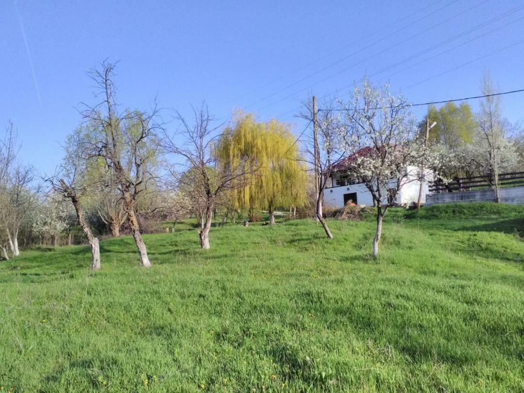 Cottage Poe Poienari Dış mekan fotoğraf